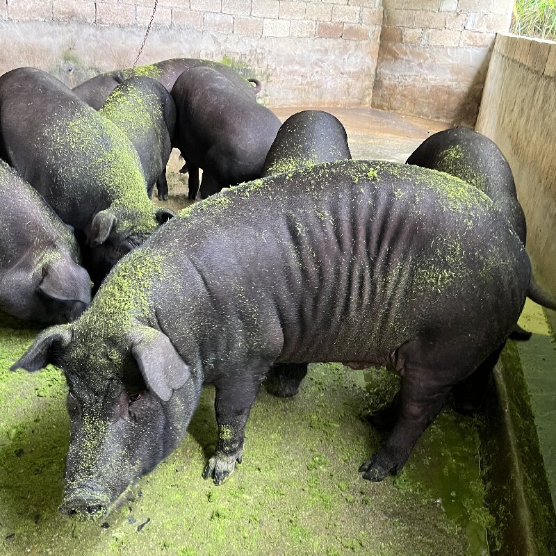 乡村现宰黑土猪肉 下单2件起邮（广东省内冷链包邮 48小时新鲜到家 ）